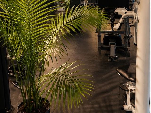 Areca palms standing beside the machines on the training floor