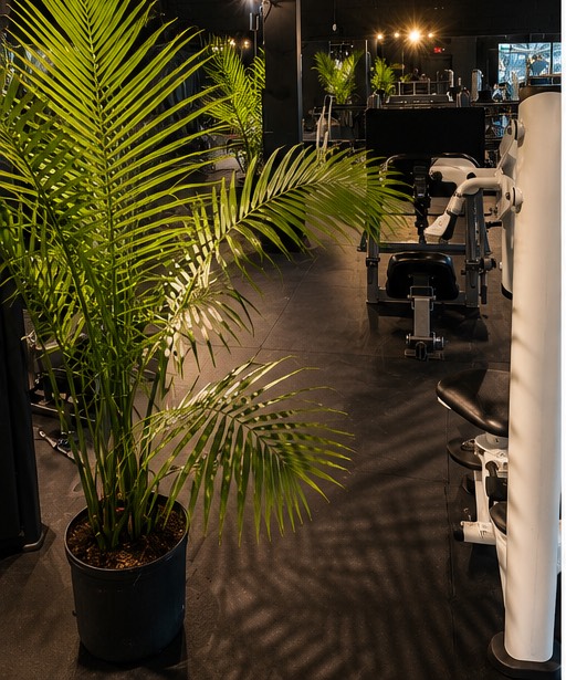 Areca palms standing beside the machines on the training floor